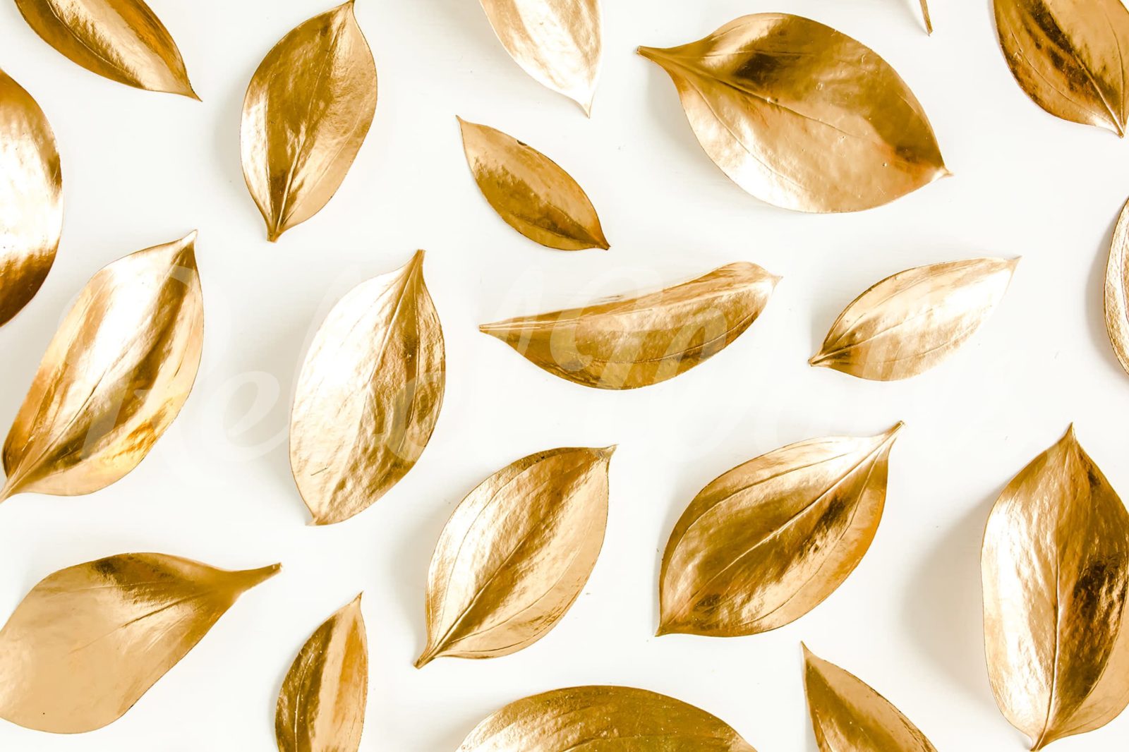 Golden Leaves, Rebel Walls