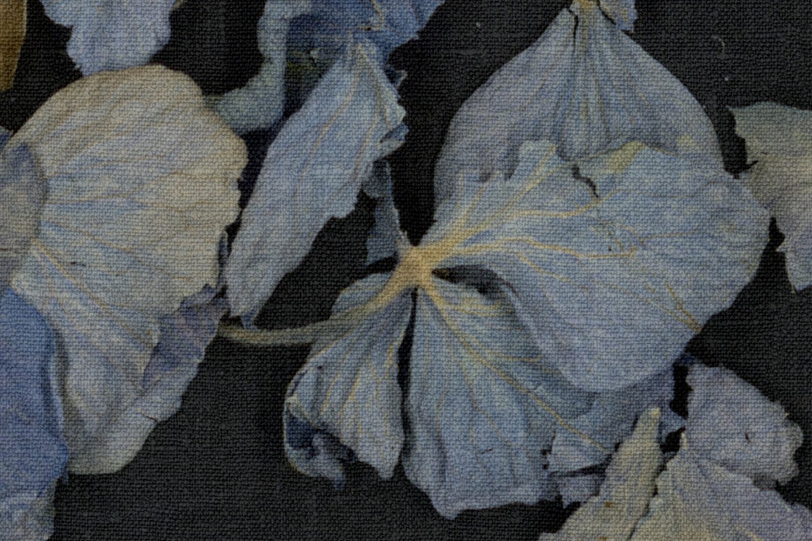 Fragile Beauty, Dark Blue, Rebel Walls 4