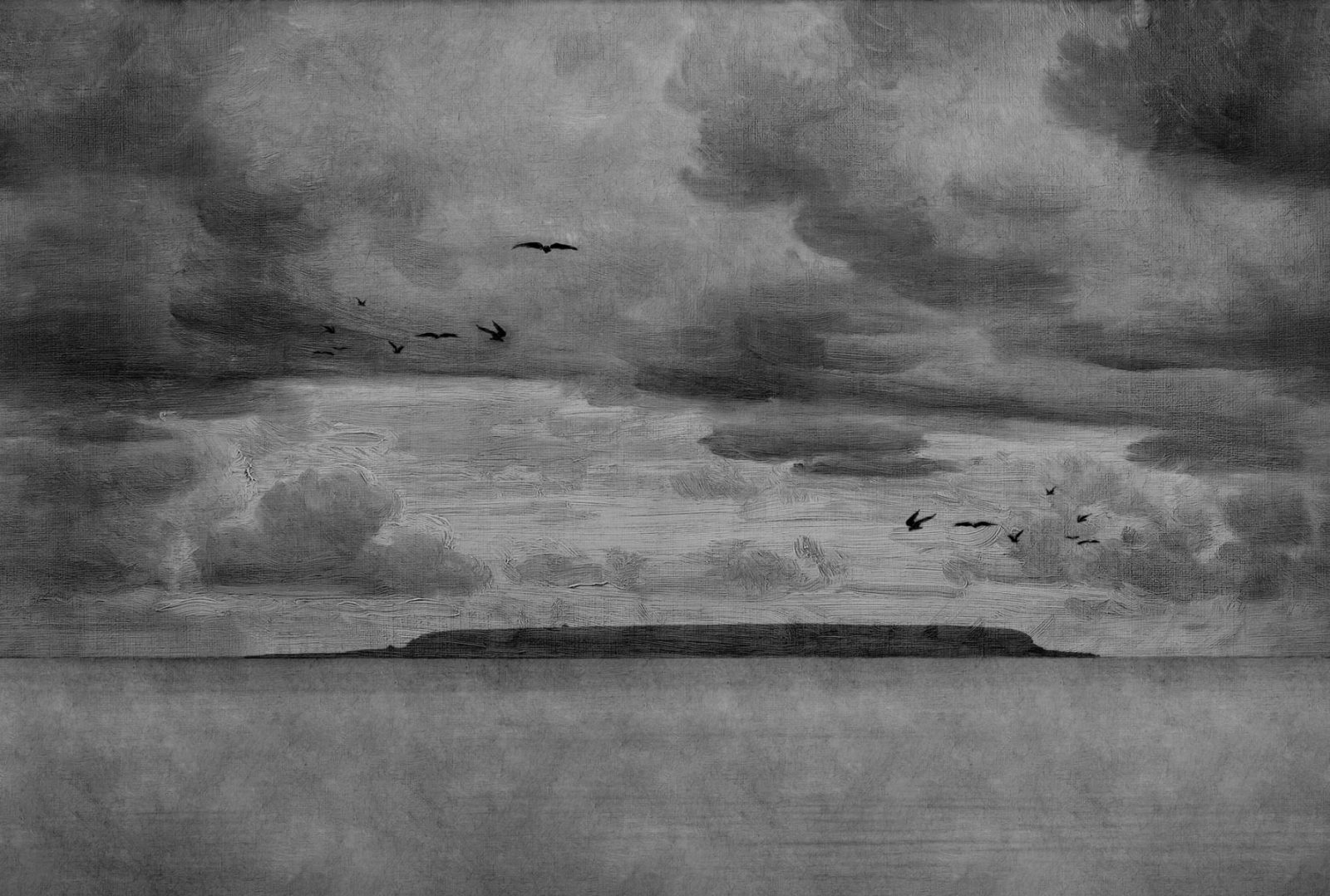 Seabirds, Black & White, Rebel Walls