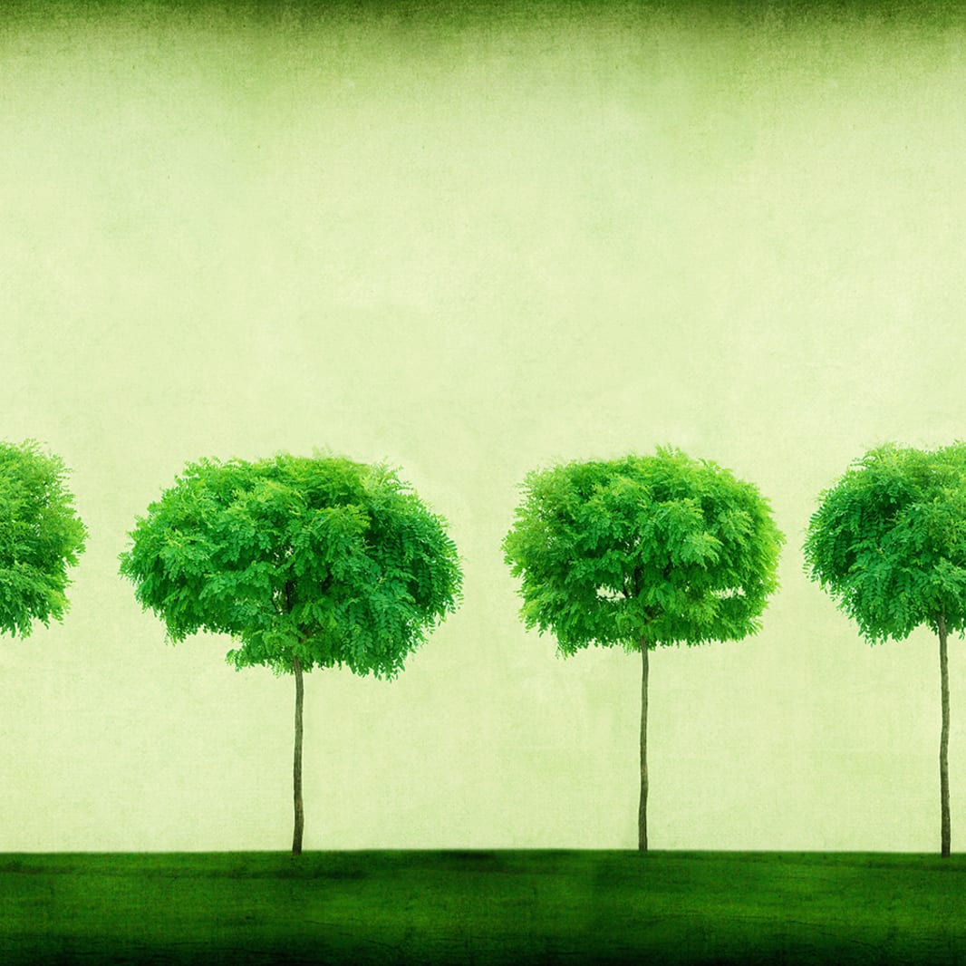Three Trees, Rebel Walls