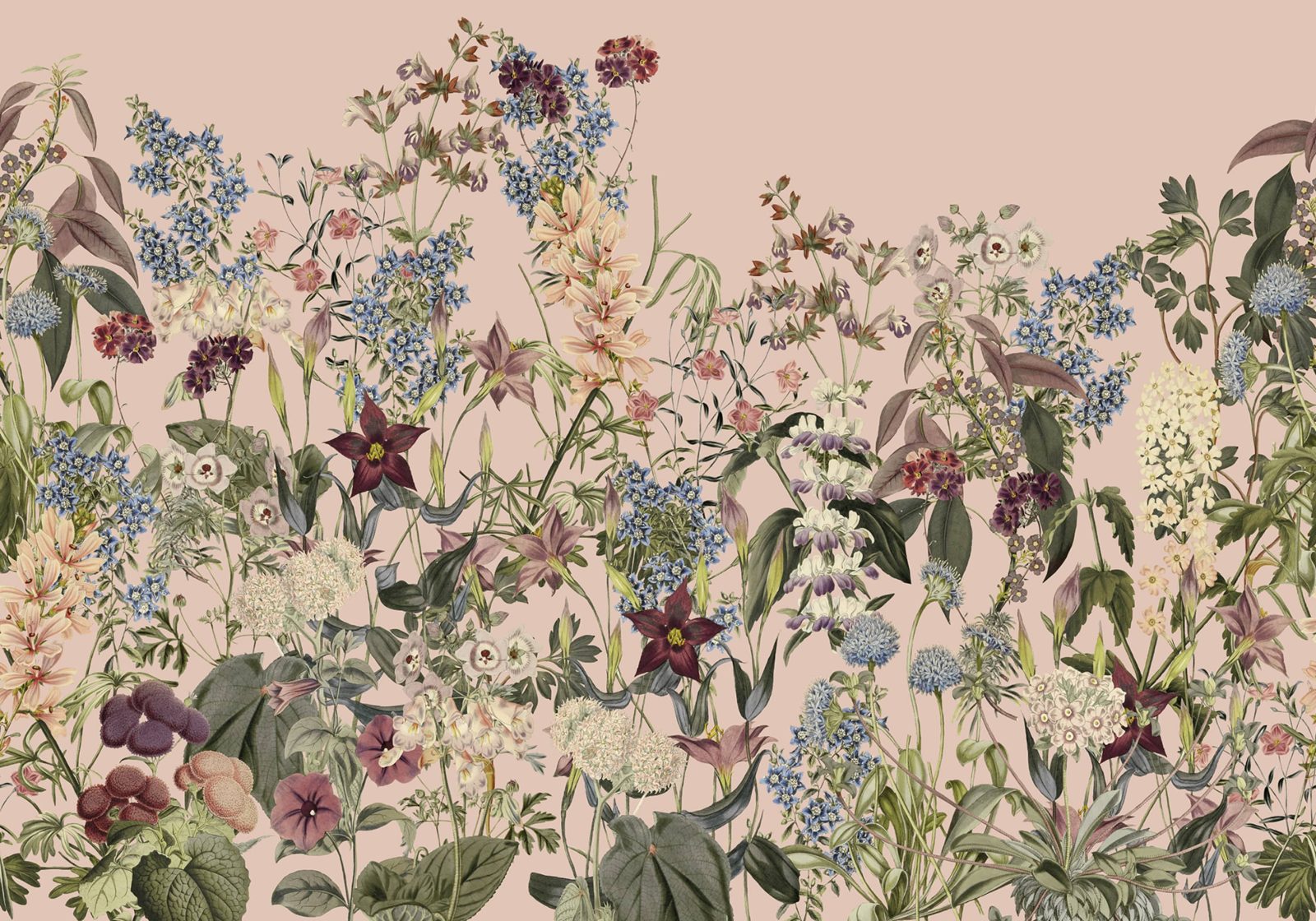 Summerland, Pink, Rebel Walls