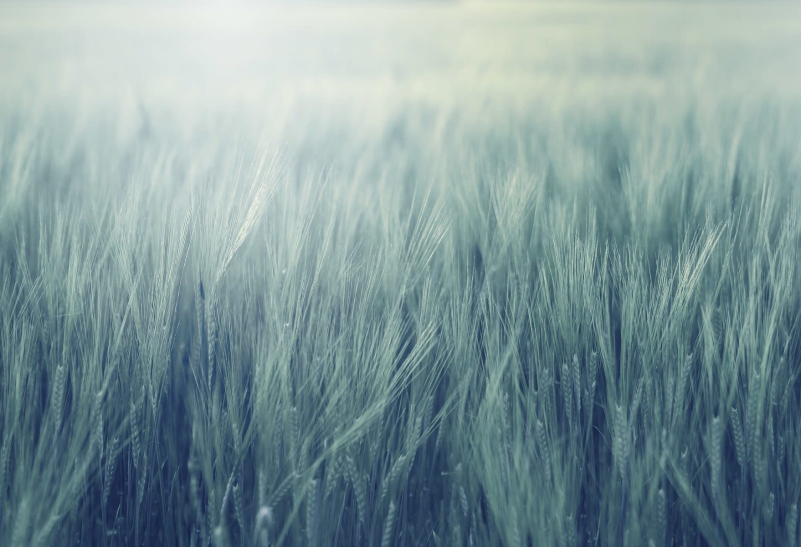 Rye Field, Turquoise, Rebel Walls