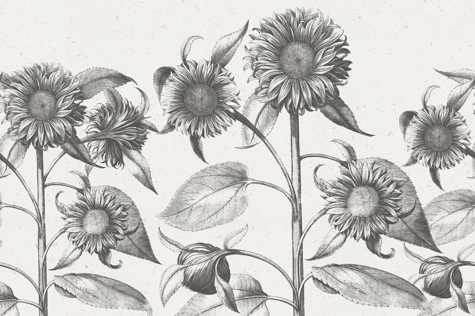 Sunflower, Beige, Rebel Walls