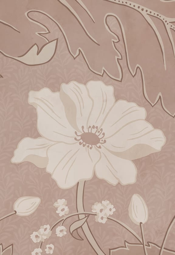 Poppy Blush, Sandberg 3