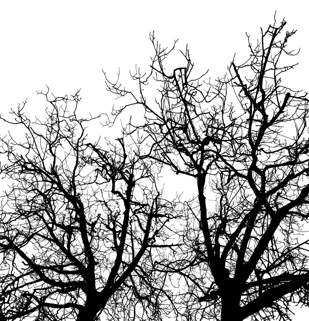 Branches, Rebel Walls