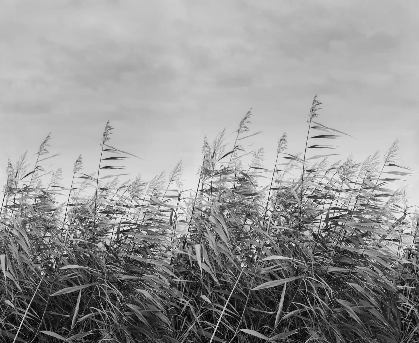Dreamy Reed, Black & White, Rebel Walls