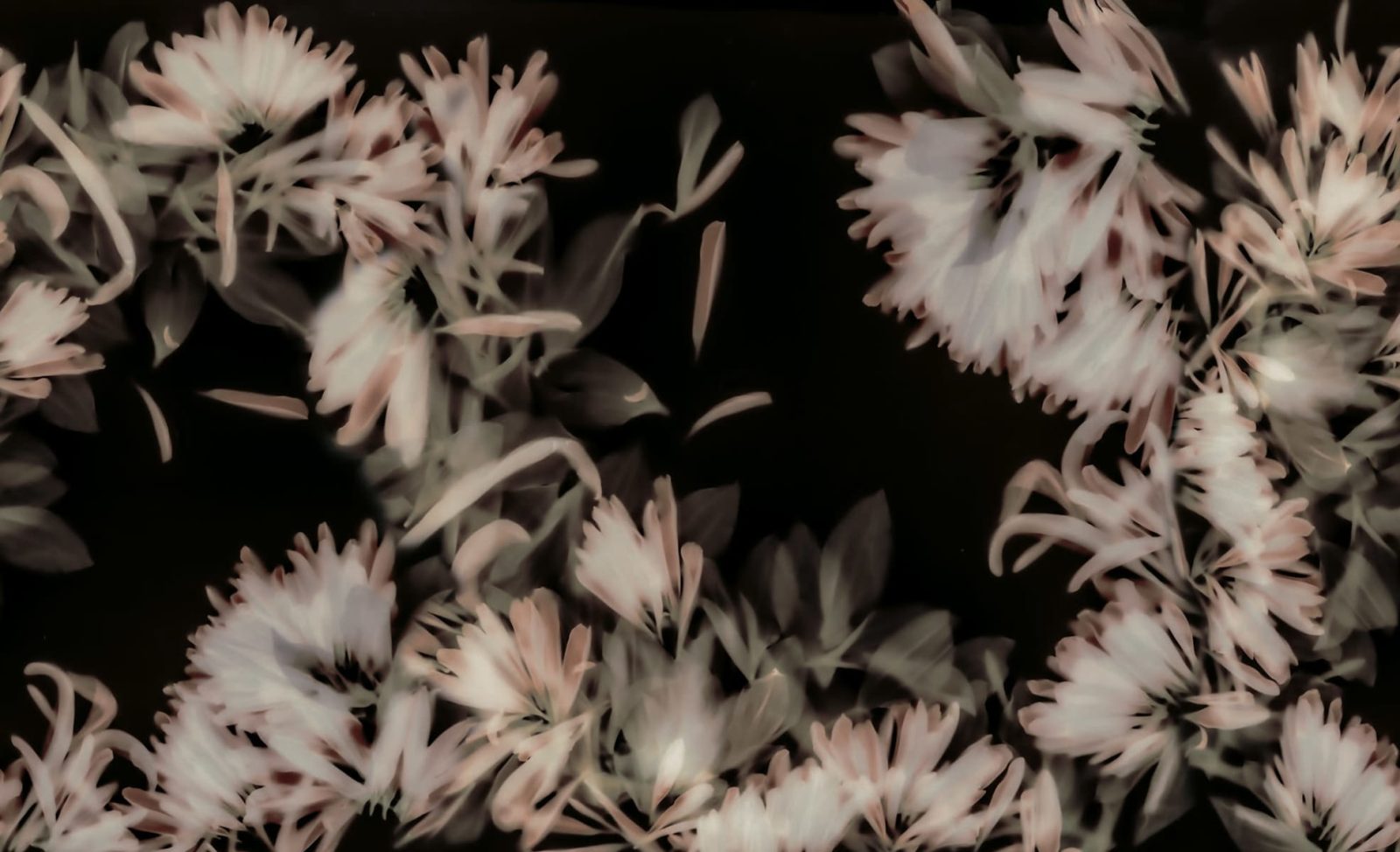 Blurry Honeysuckle, Dark, Rebel Walls