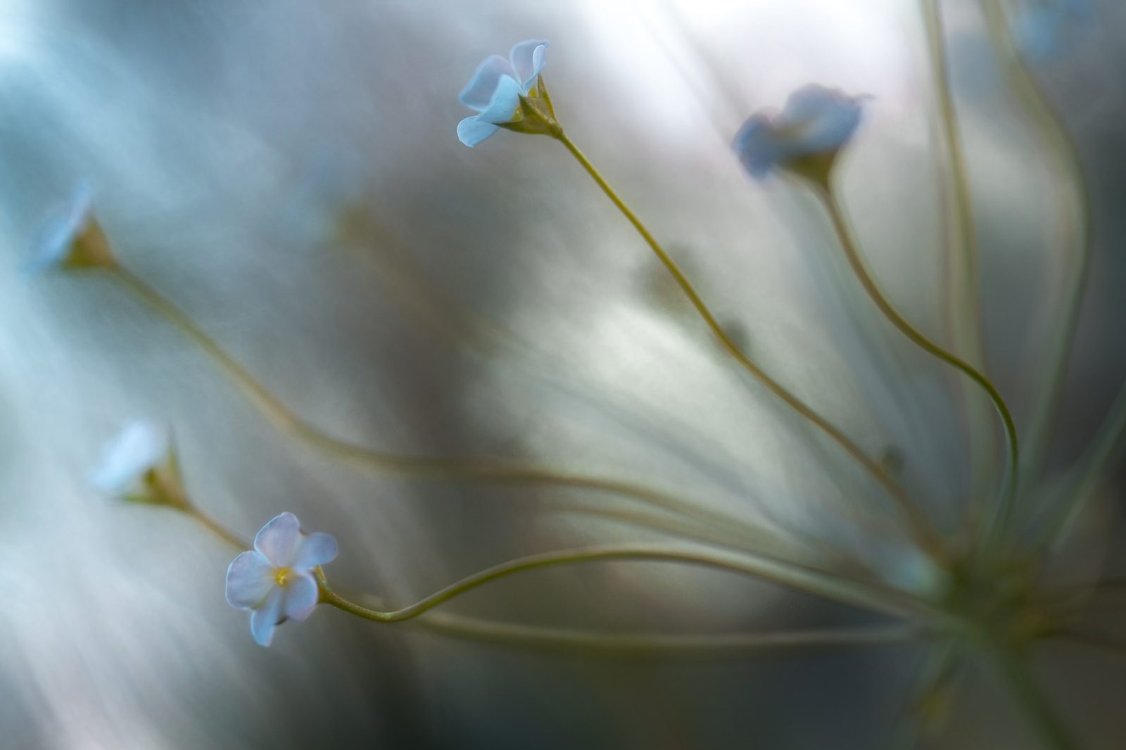 Forget Me Not, Rebel Walls
