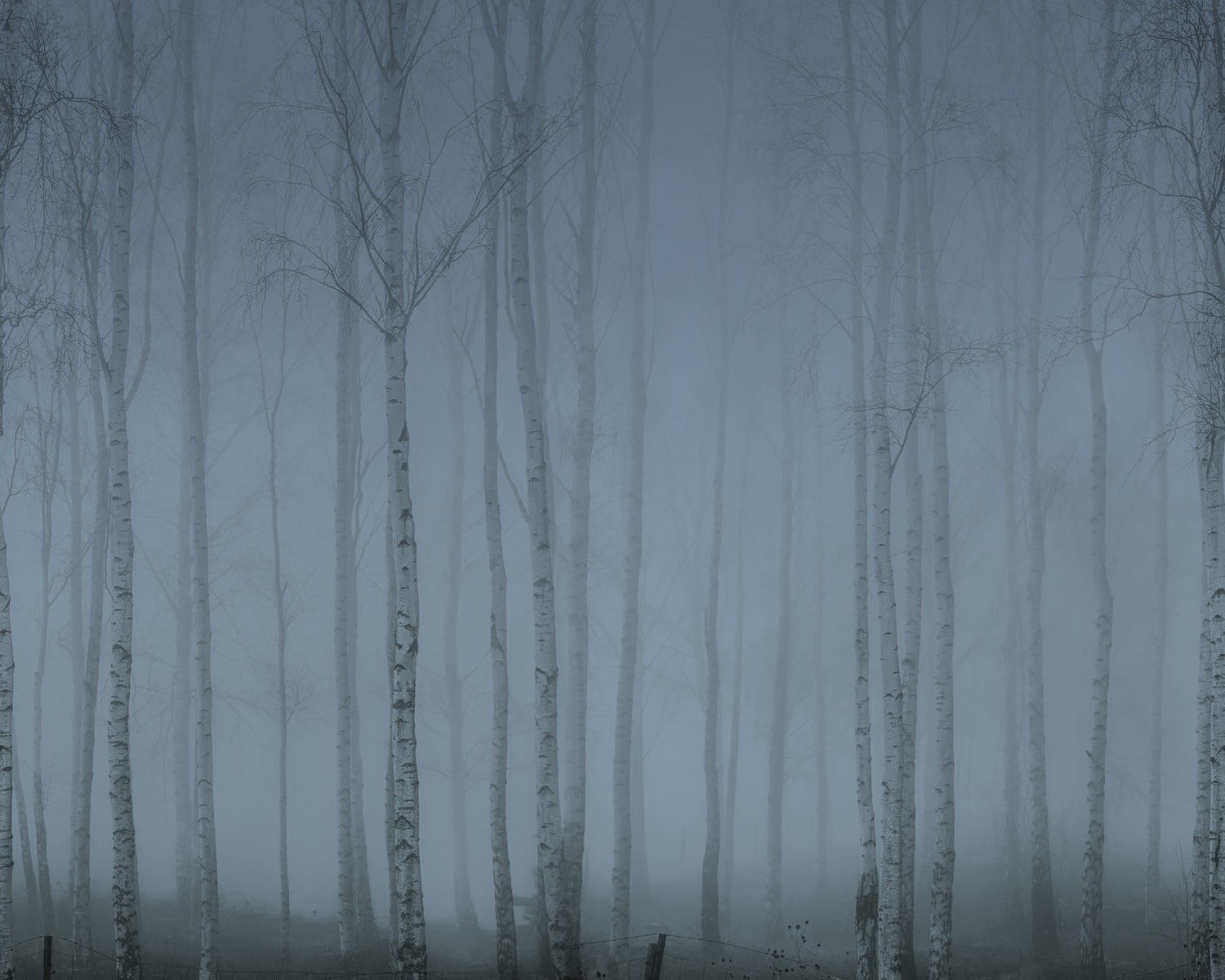 Birch Fog, Blue, Rebel Walls
