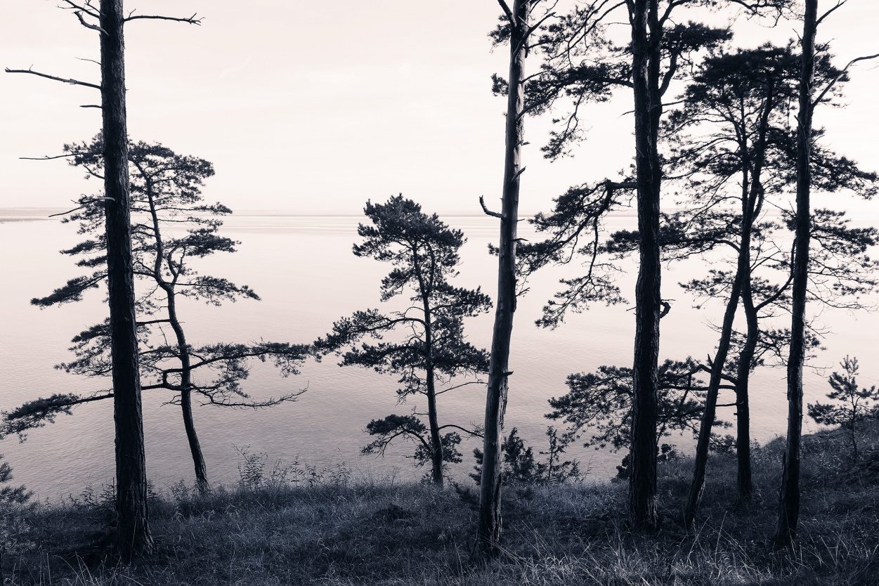 Old Pine Trees, Rebel Walls