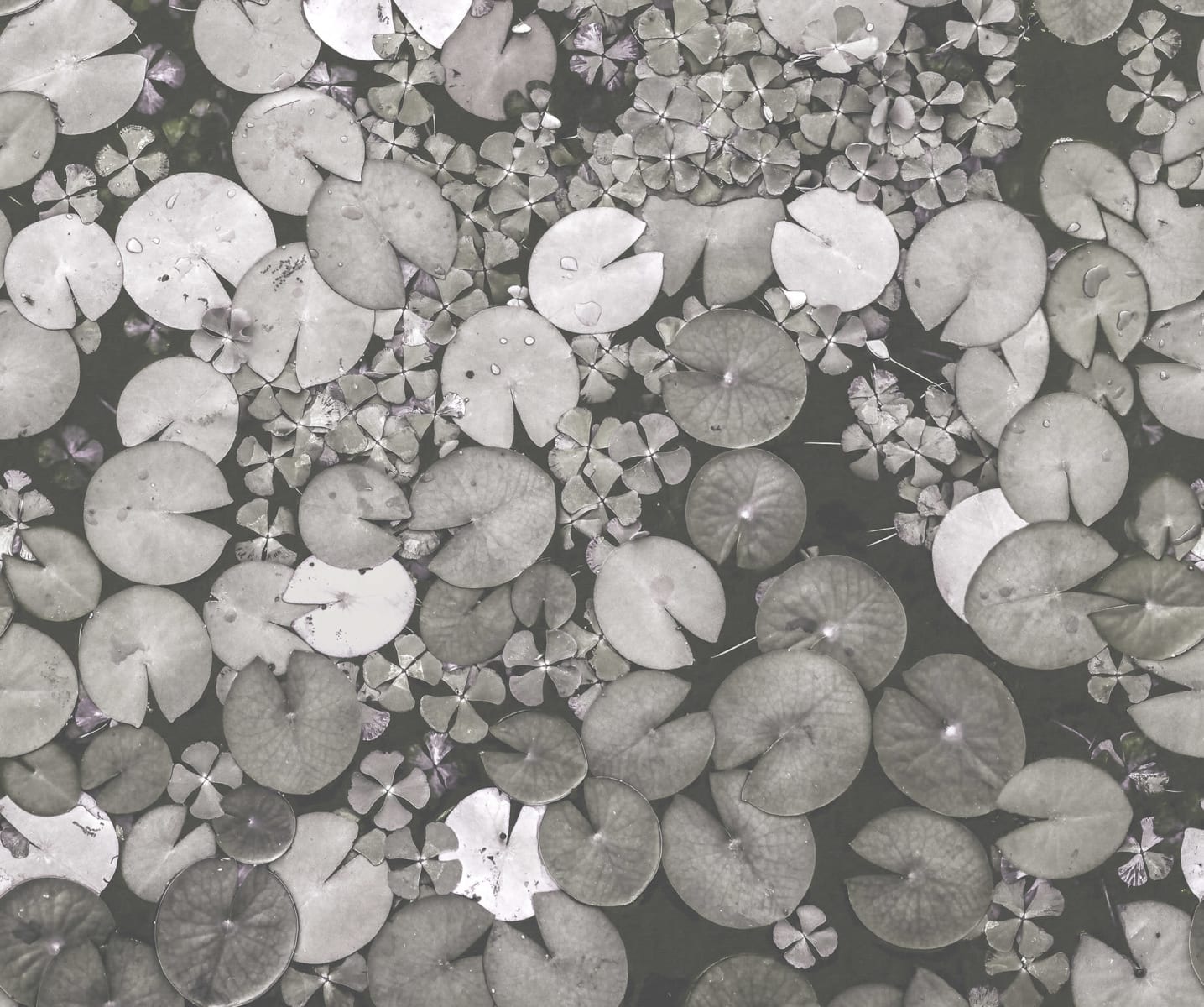 Water Lilies, Black & White, Rebel Walls