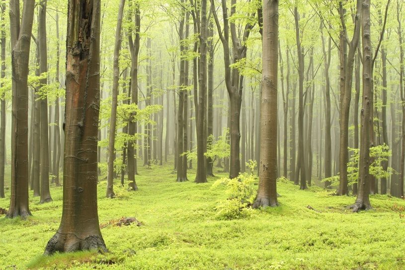 Deciduous Forest, Rebel Walls