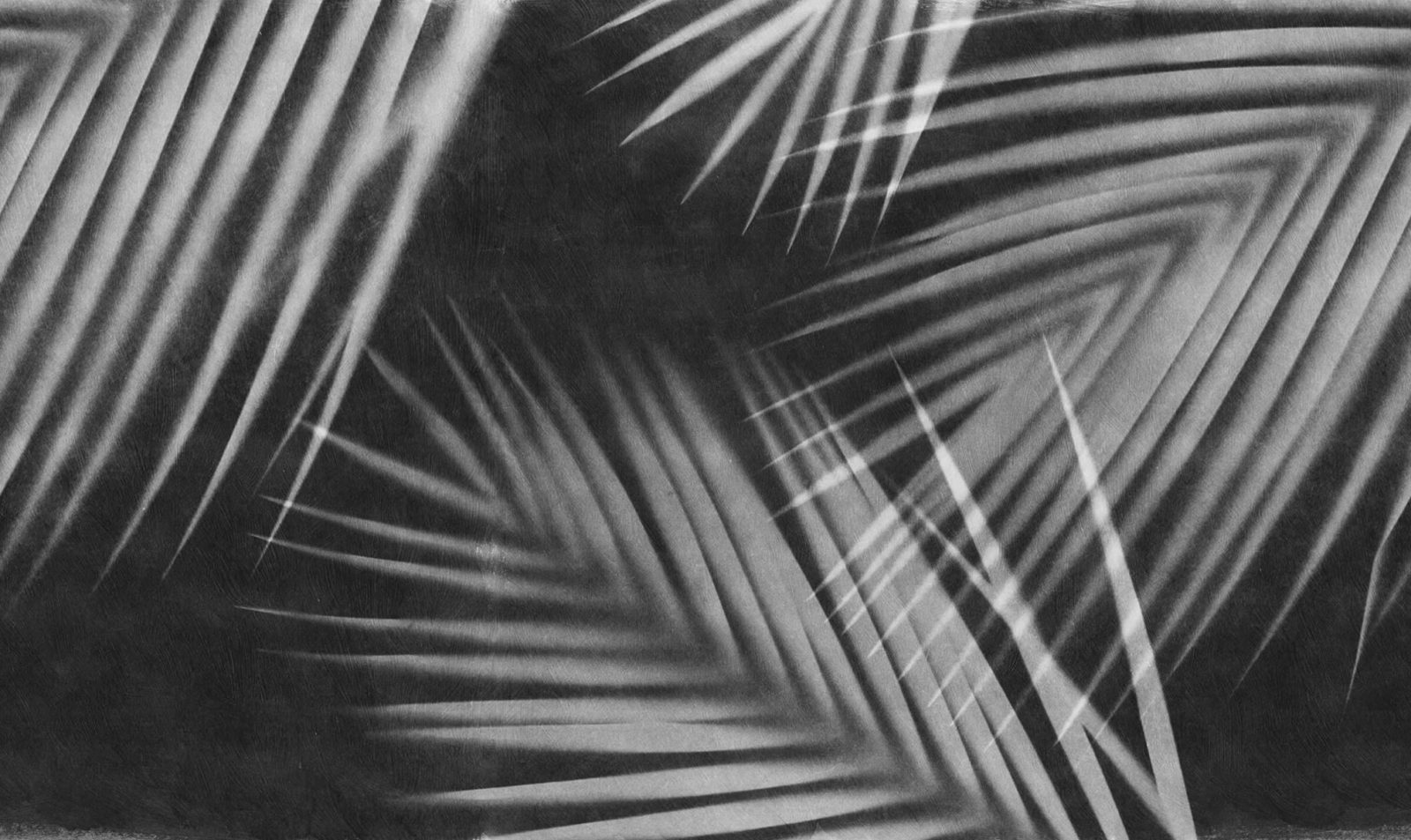 Palm Gaze, Black & White, Rebel Walls