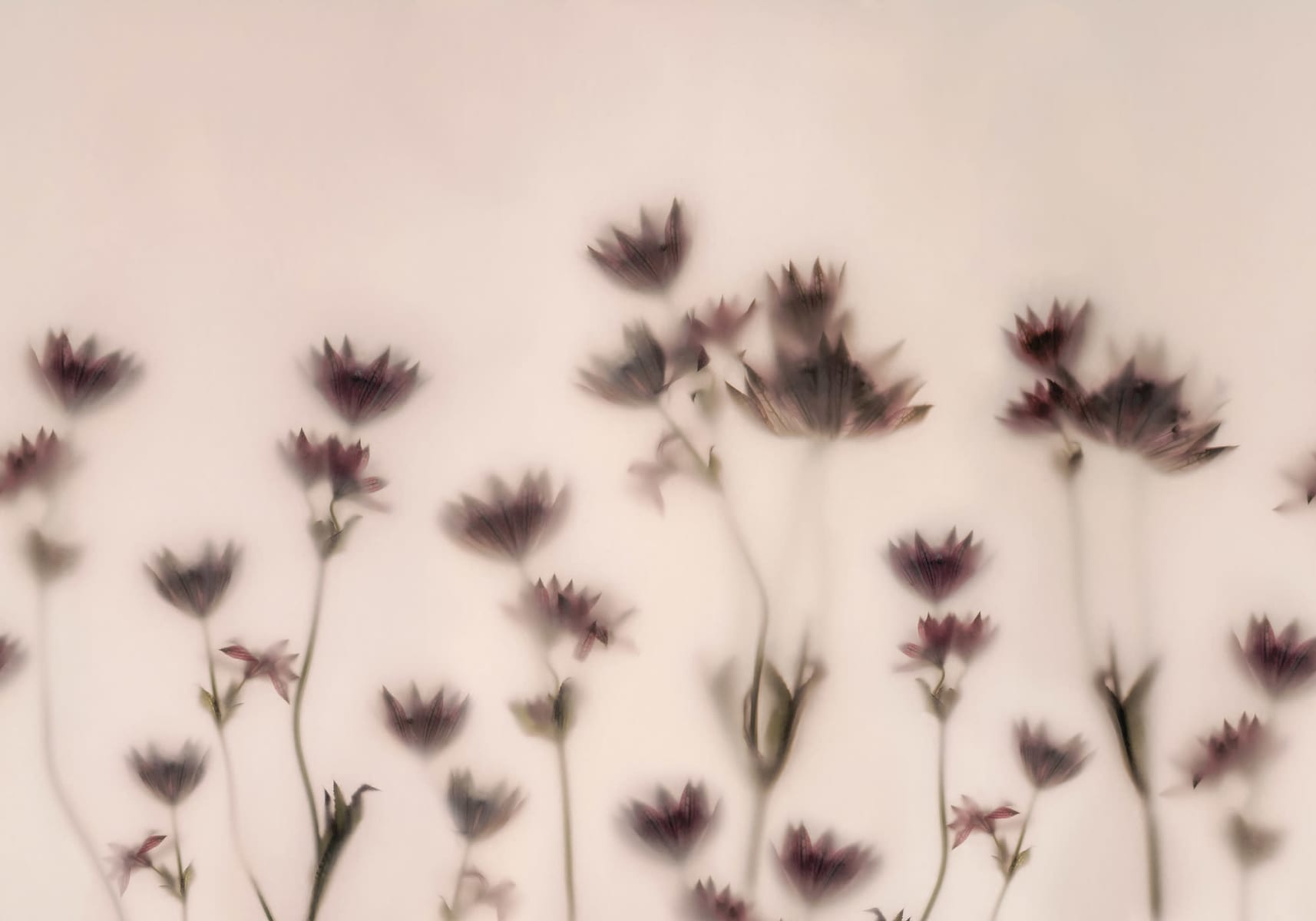 Astrantia, Pink, Rebel Walls