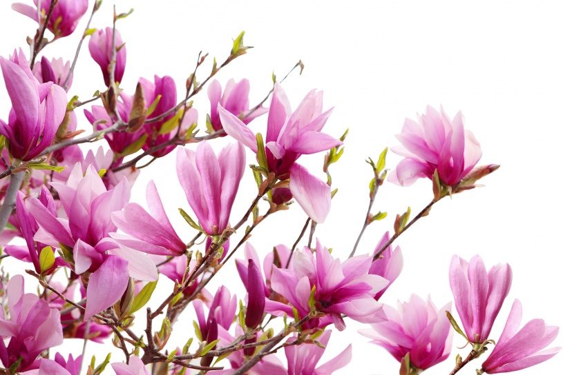 Magnolia, Rebel Walls