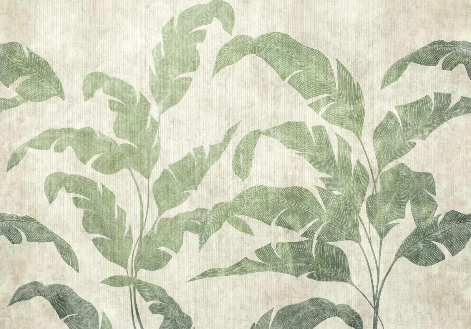Leaves Shadow, Leaves, Coordonne