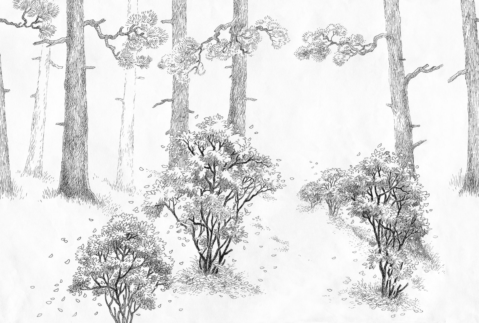 Forest Memories, Graphite, Rebel Walls