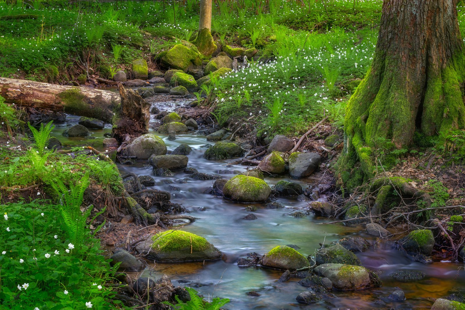 Stream, Rebel Walls