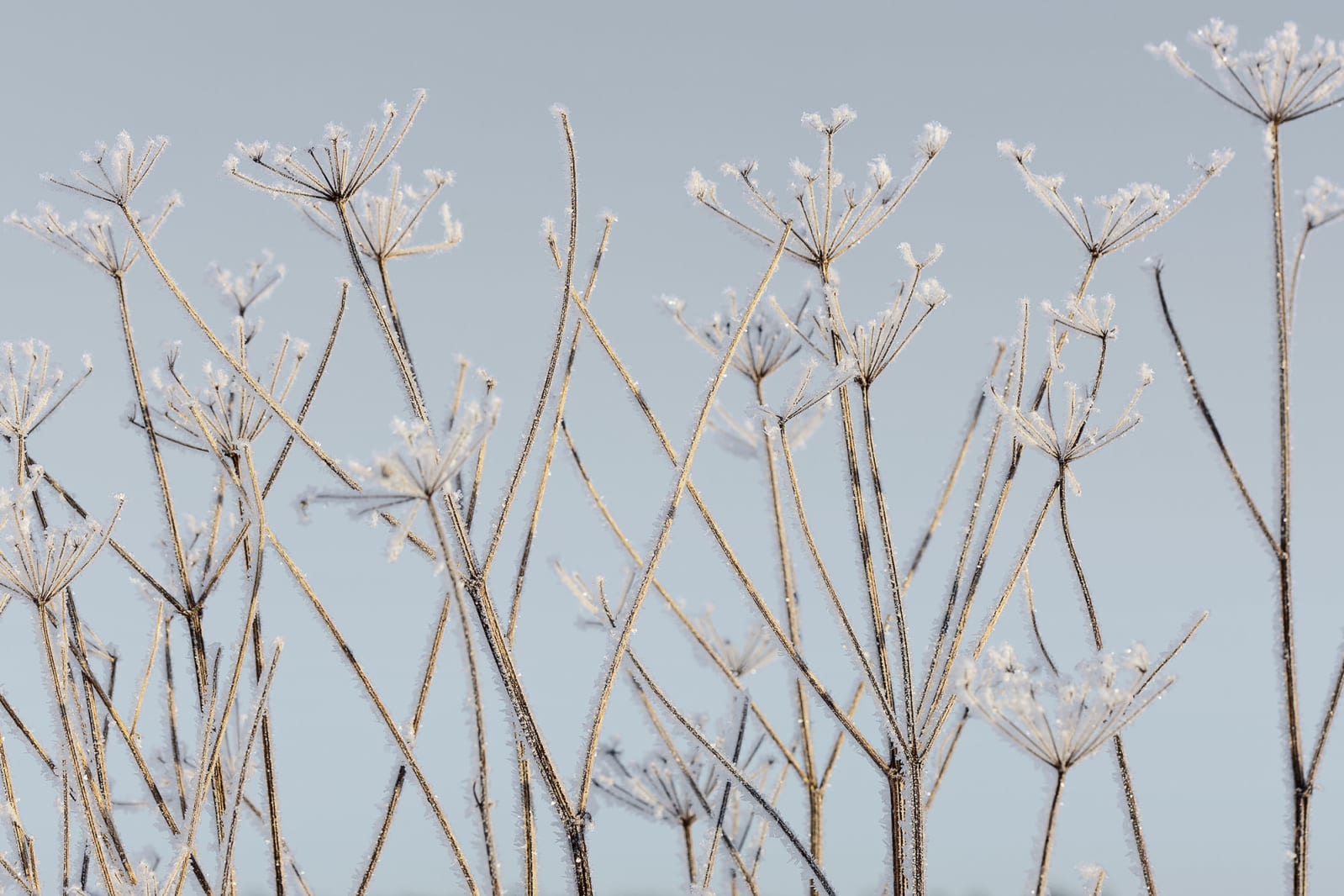 Frostwork, Rebel Walls