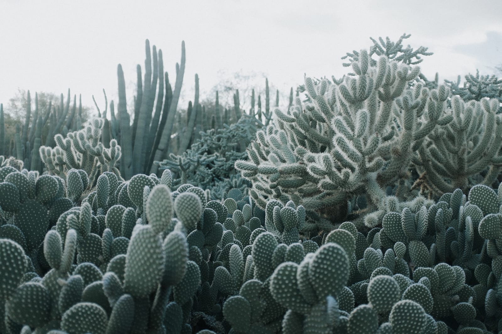 Cacti, Rebel Walls