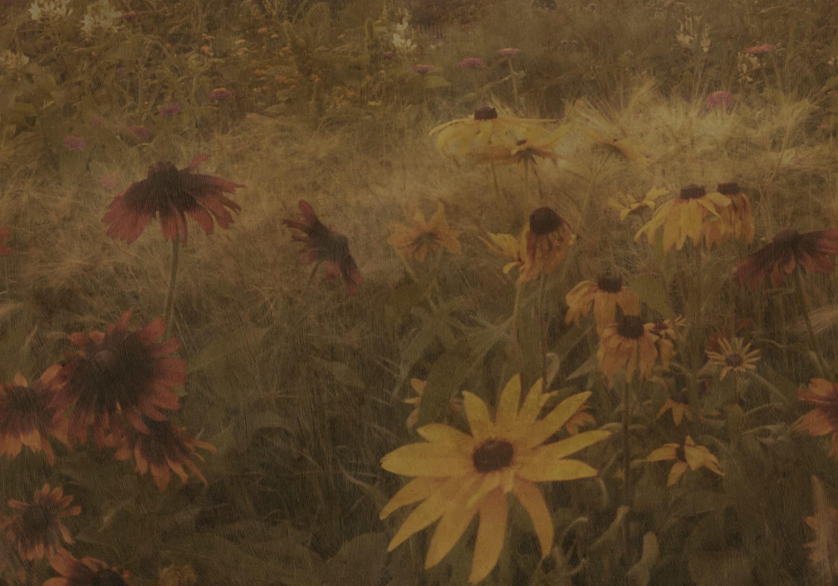 Dreamy Rudbeckia, Vintage, Rebel Walls