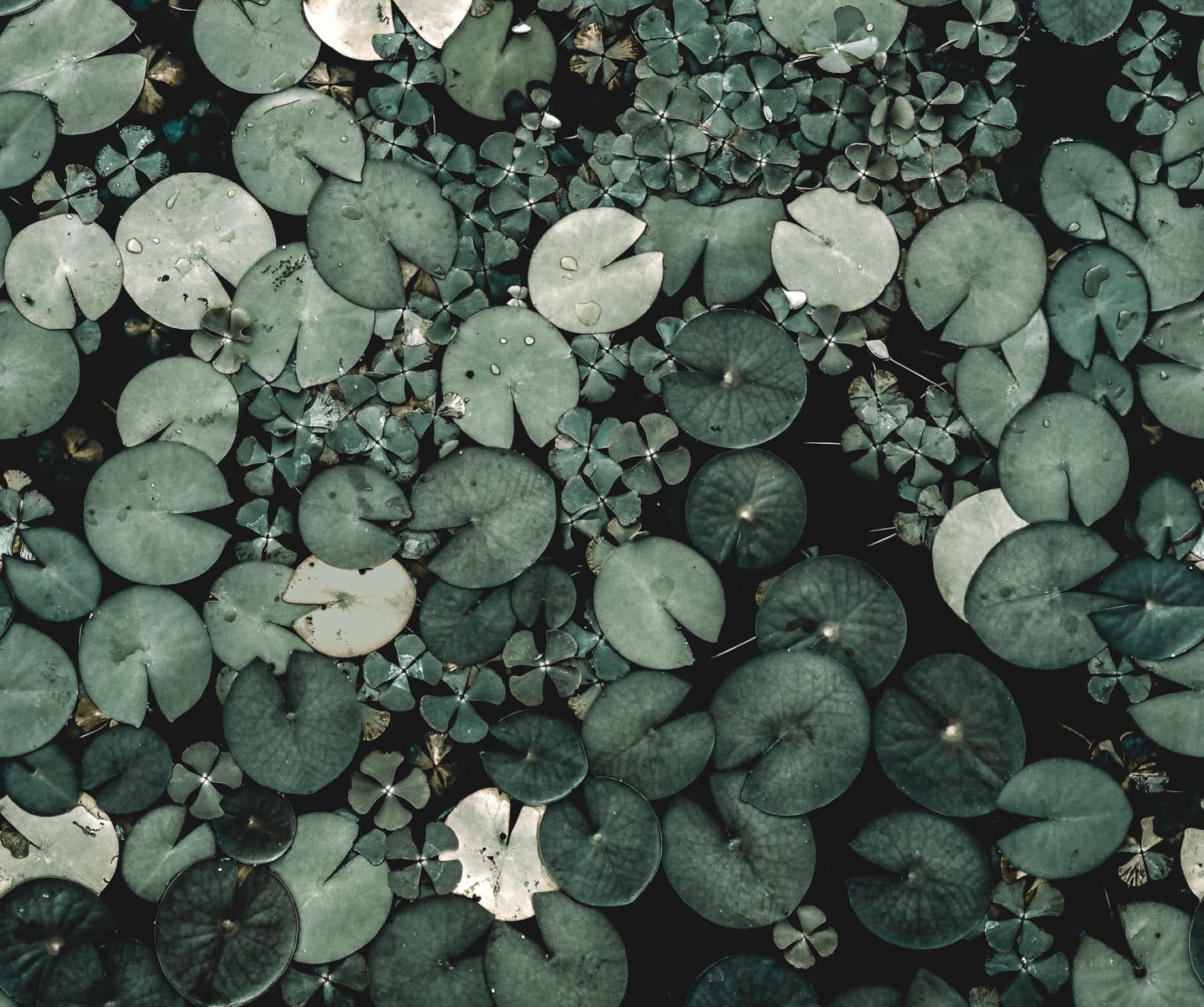 Water Lilies, Green, Rebel Walls