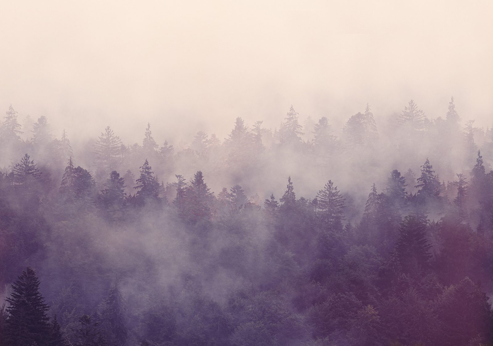 Fir Forest, Rebel Walls
