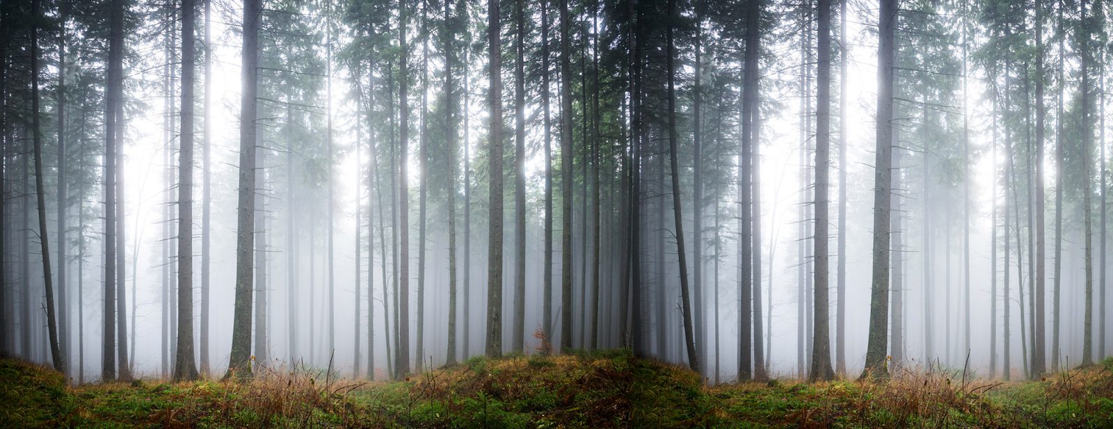 Forest Glade, Rebel Walls