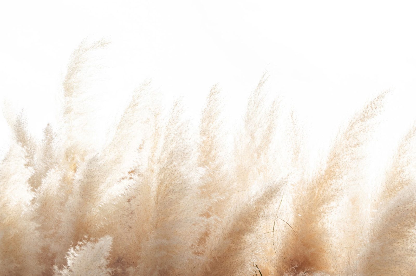 Soft Reed, Rebel Walls