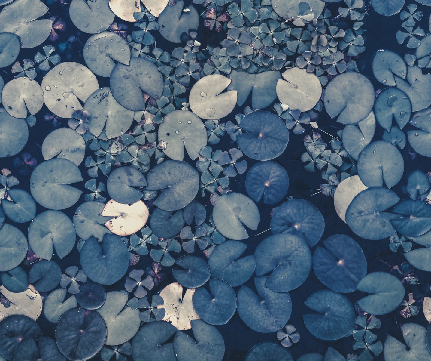 Water Lilies, Blue, Rebel Walls