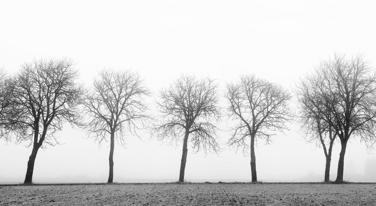 Tree Soldiers, Rebel Walls