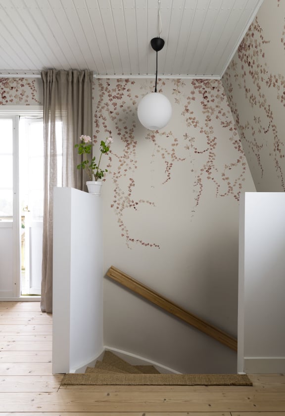 Aralia, Burgundy, Sandberg 2
