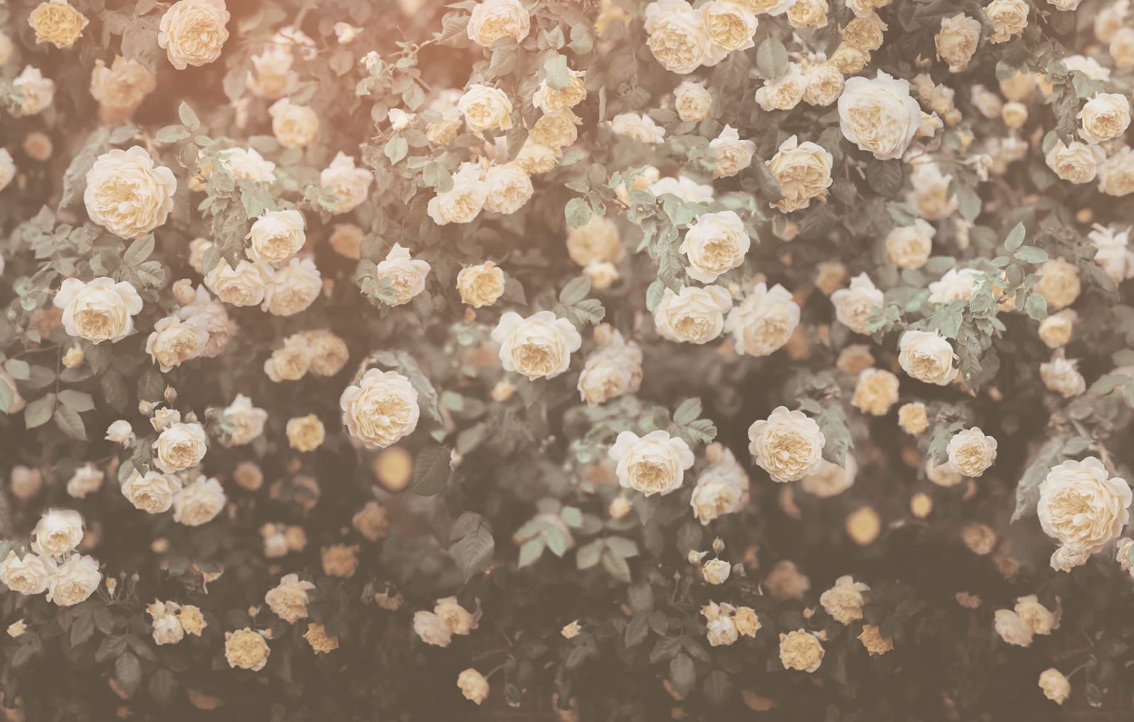 Regal Rose, Vintage, Rebel Walls