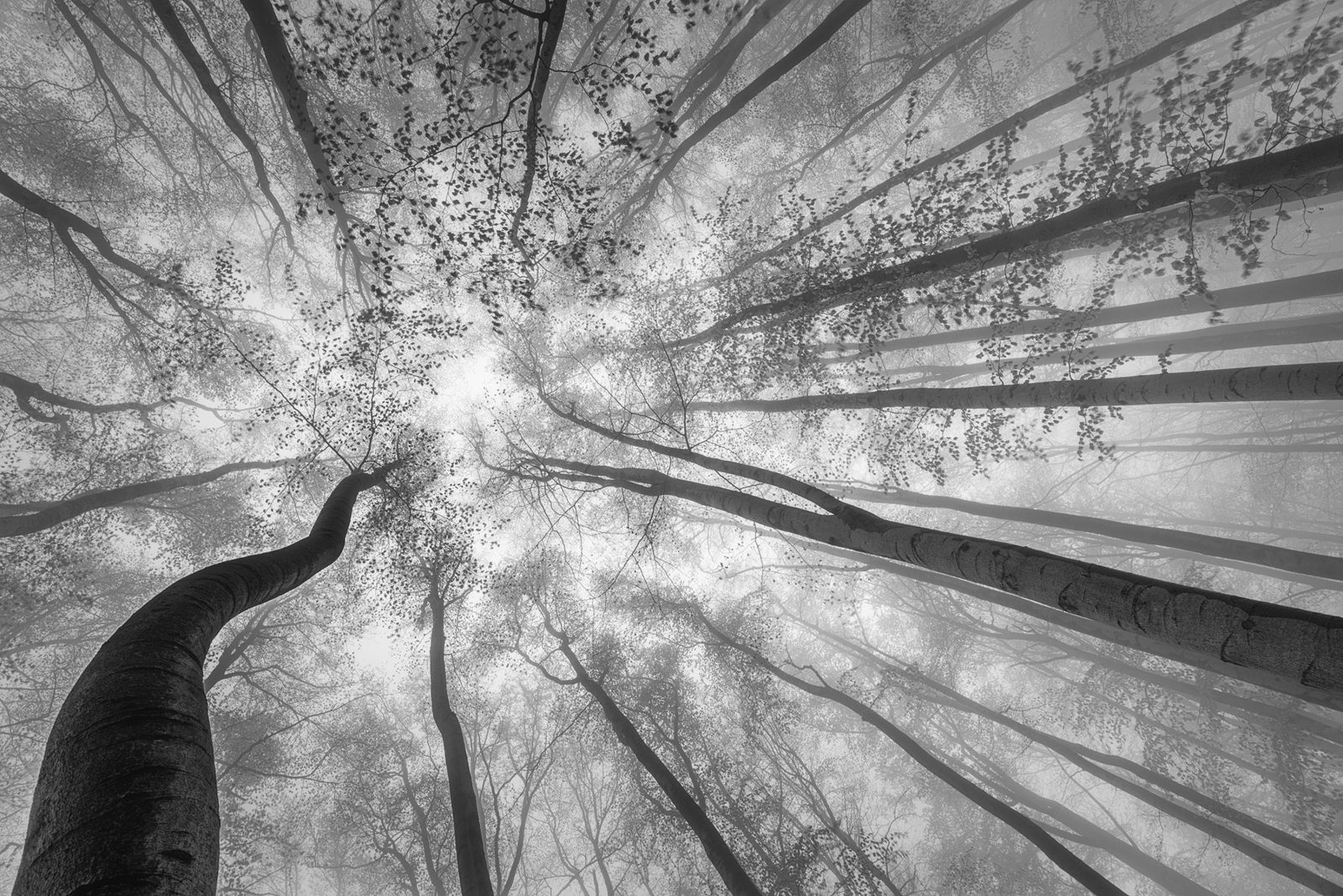 Tree Tops, Rebel Walls