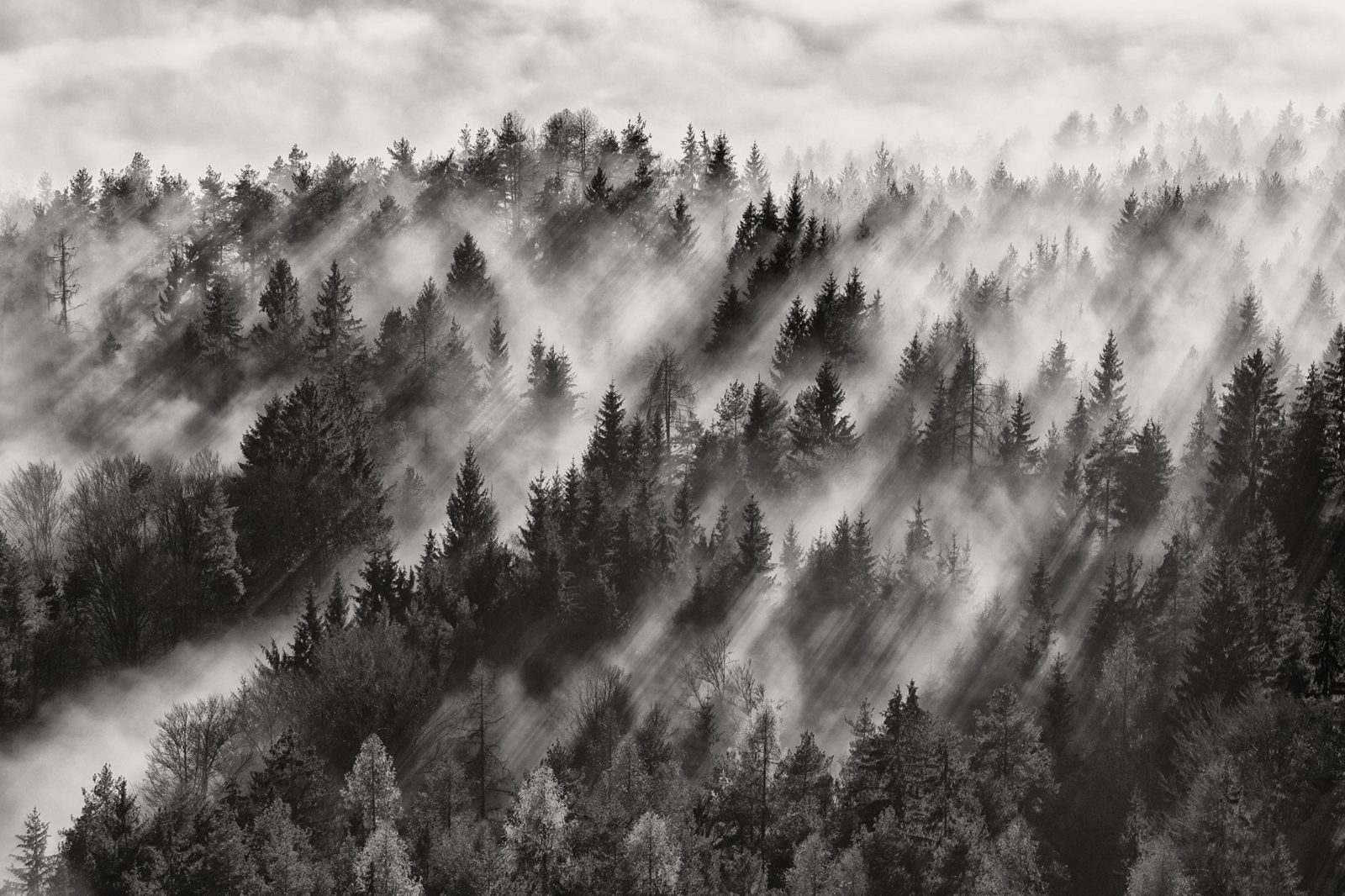 Foggy Forest, Rebel Walls