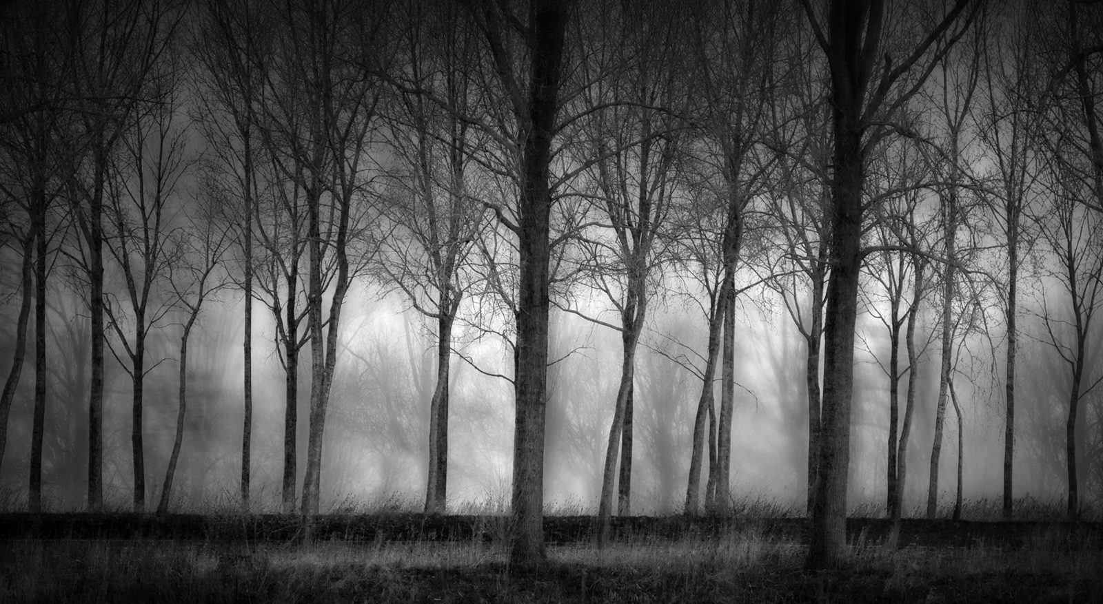 Row of Trees, Rebel Walls