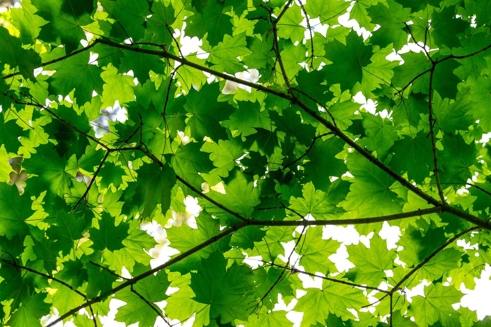 Maple Leaves, Rebel Walls