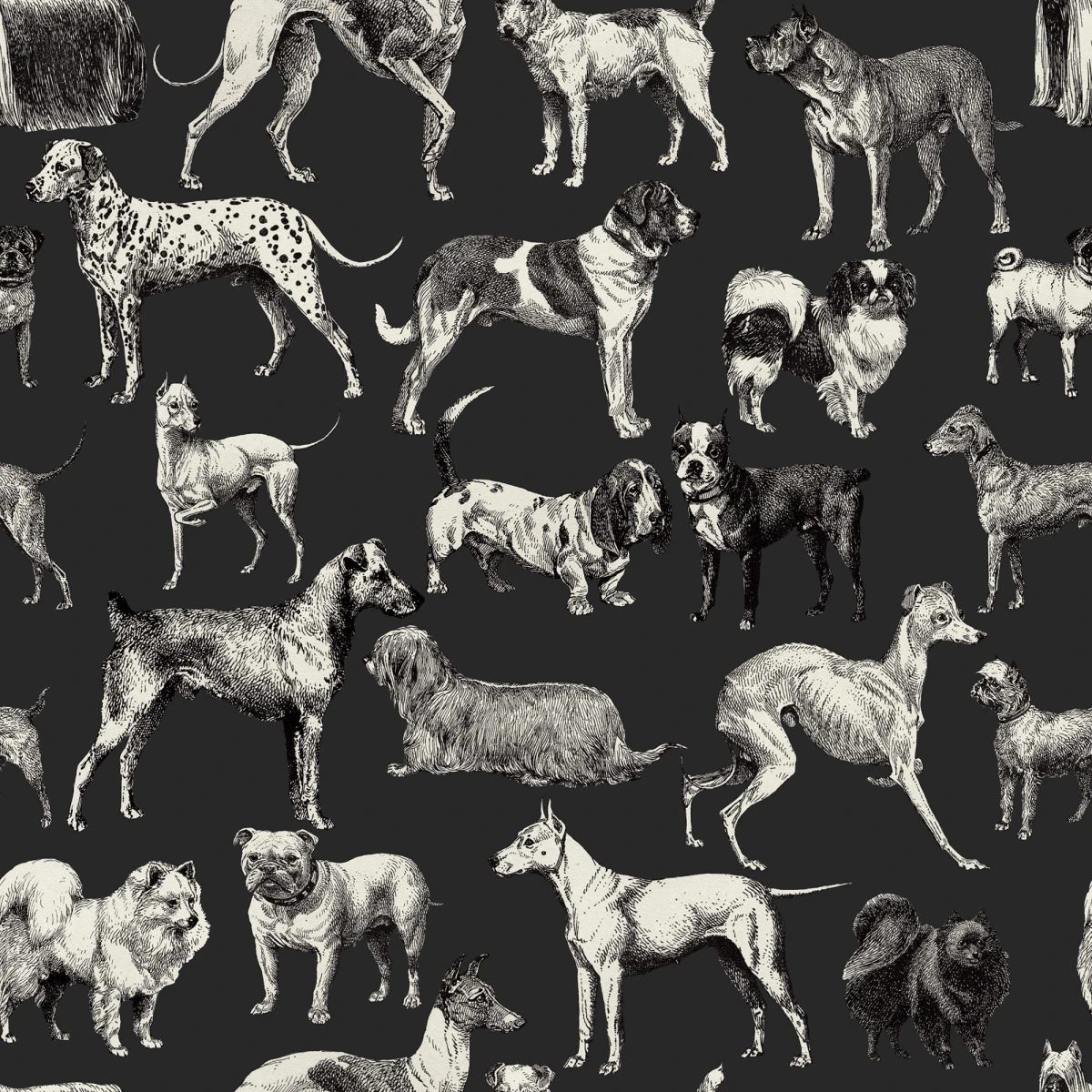 Dogs, Harlequin, Rebel Walls