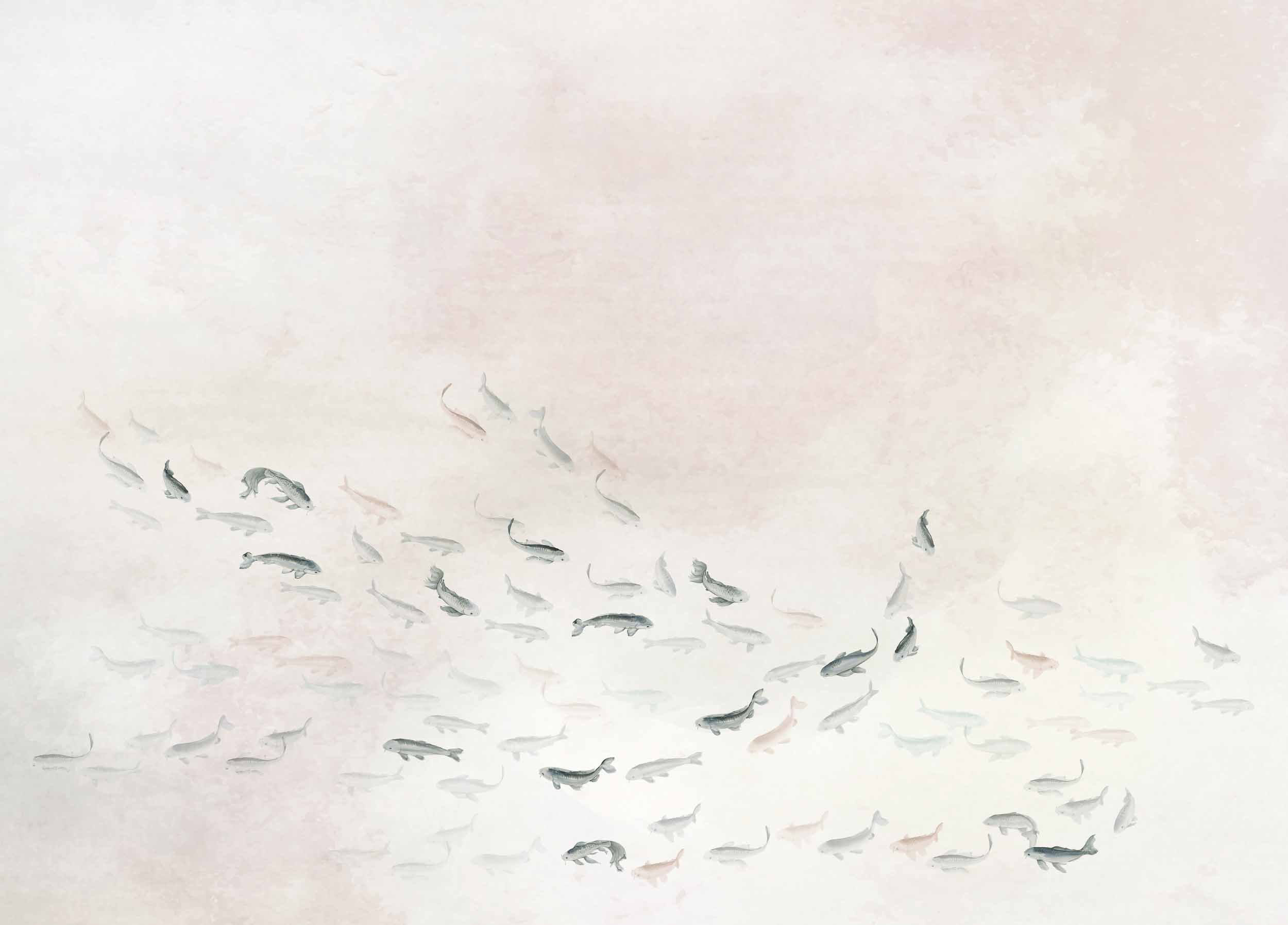 Koi, Swan, Coordonne