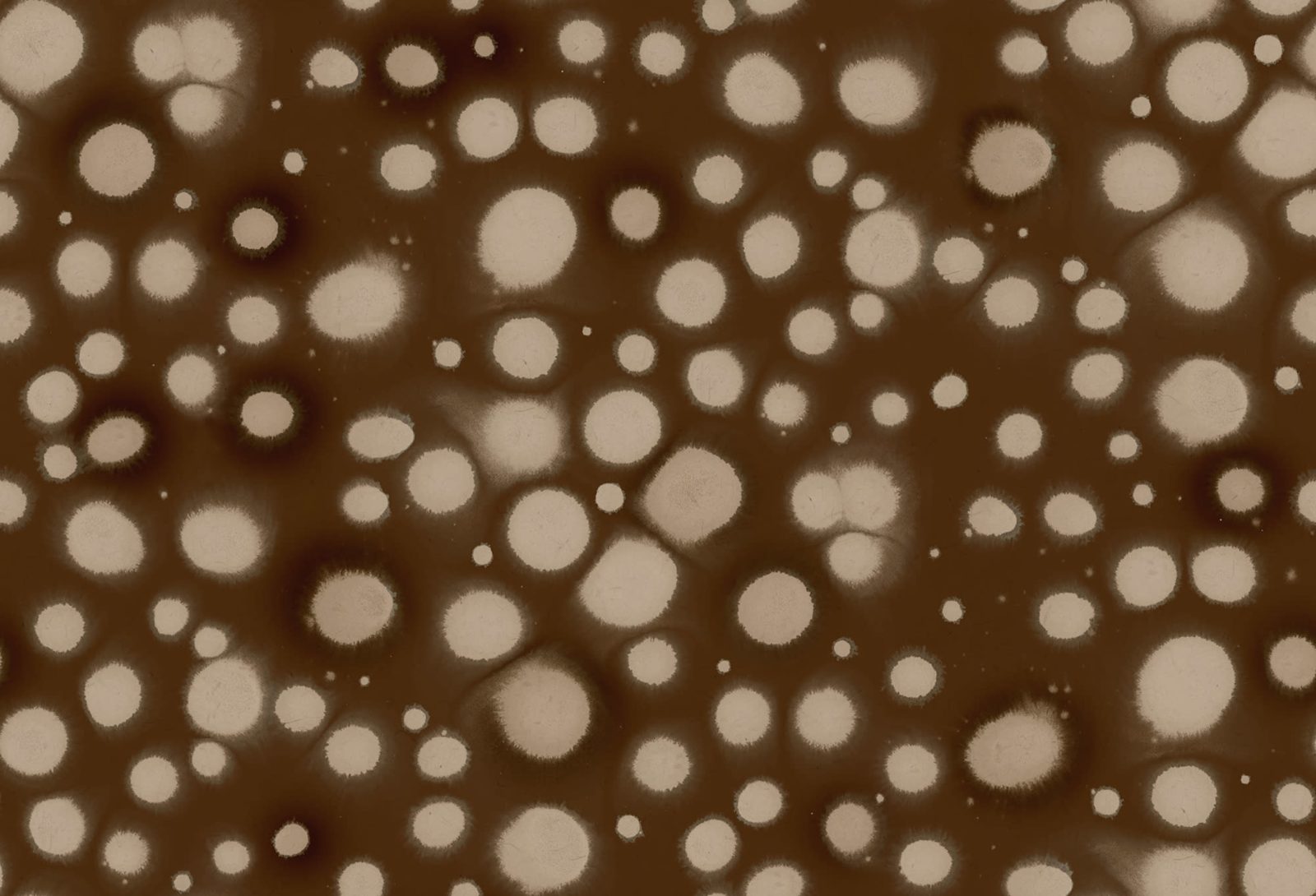 Spotted Puffer, Brown, Rebel Walls