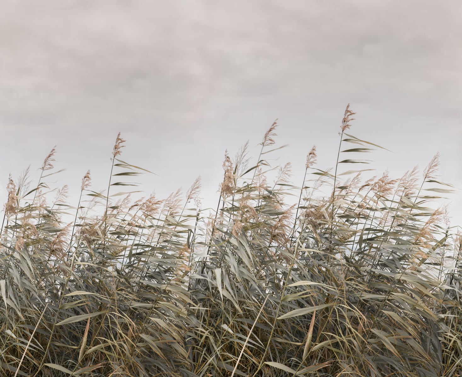 Dreamy Reed, Beige, Rebel Walls