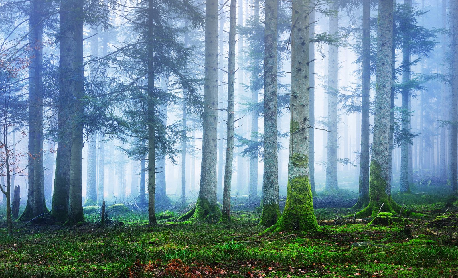 Blue Forest, Rebel Walls