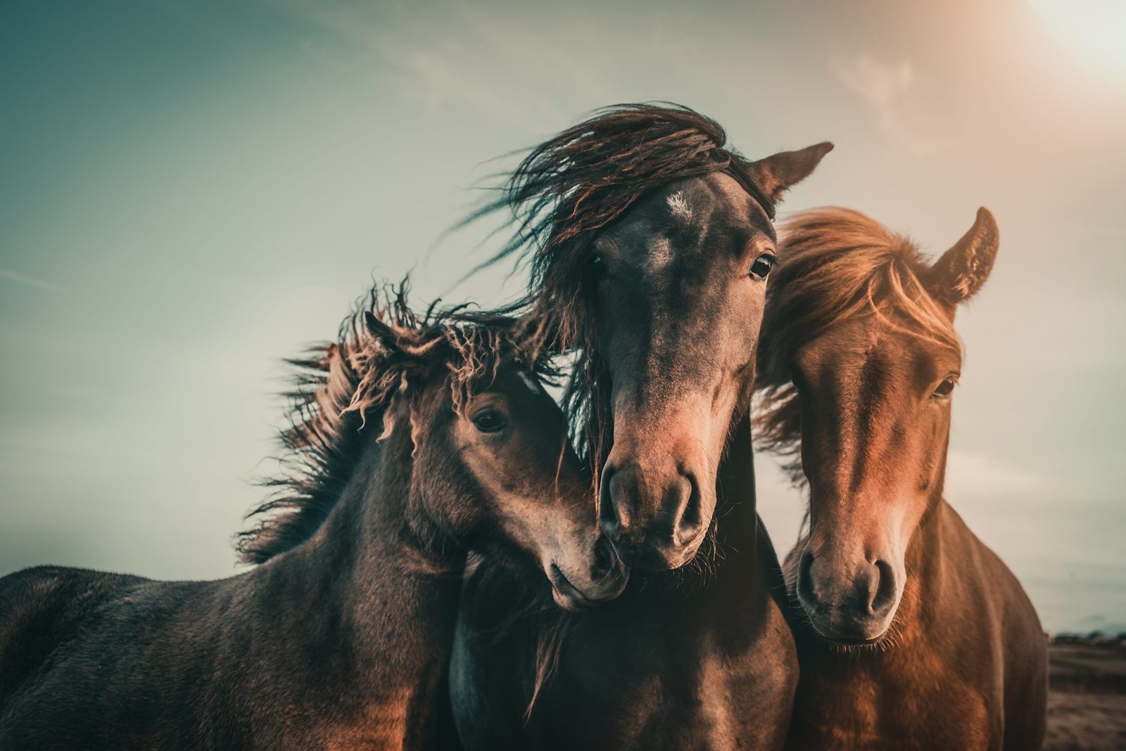 Three Horses, Rebel Walls