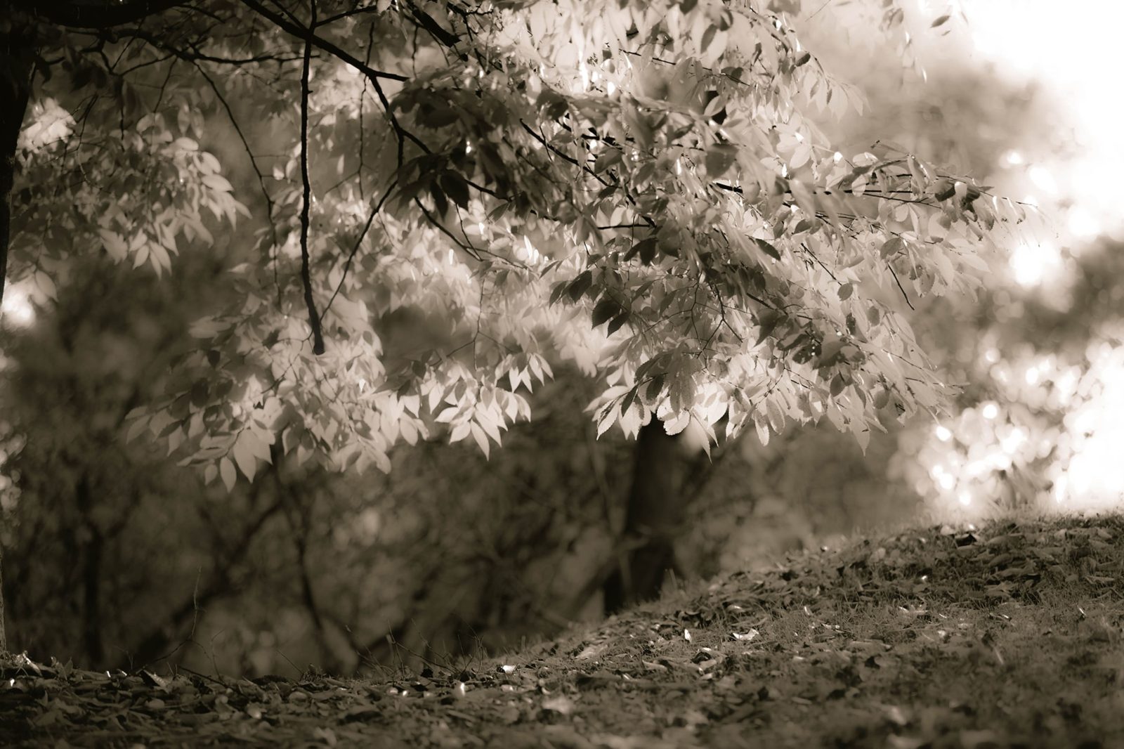 Sepia Leafs, Rebel Walls