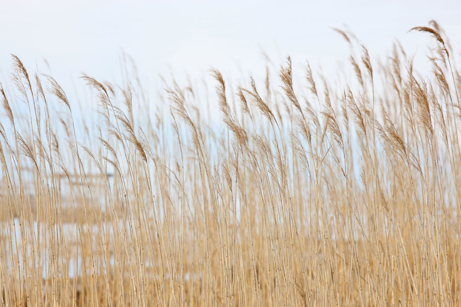 Swaying Wheat, Rebel Walls