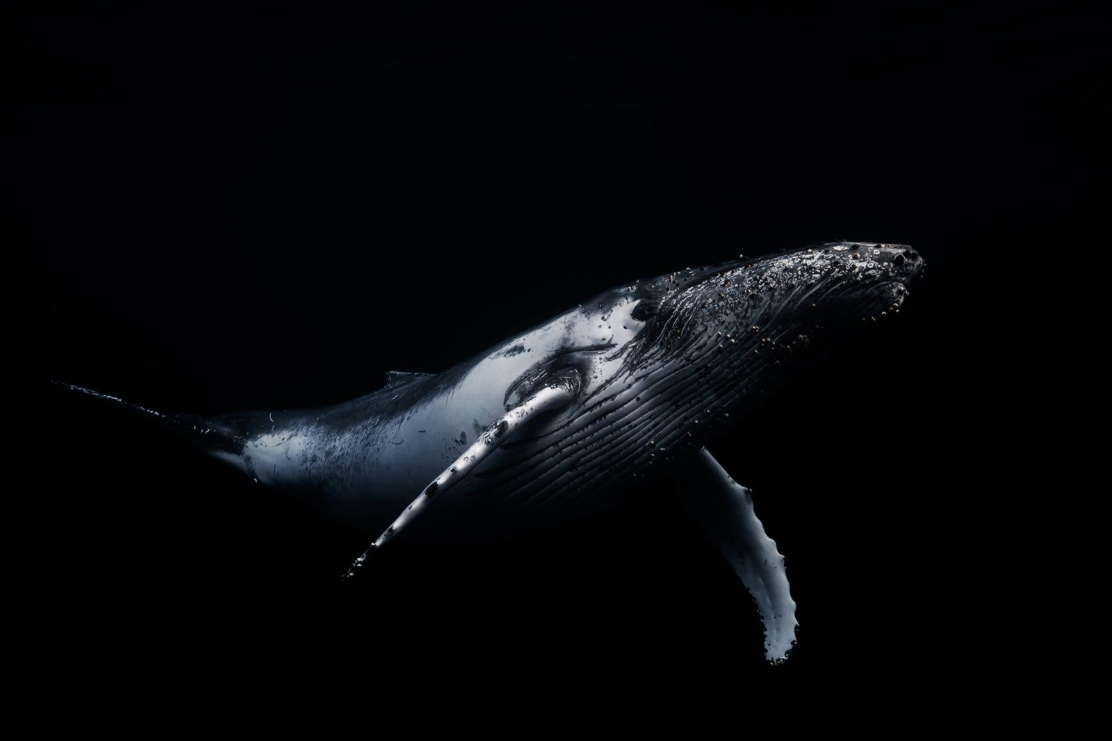 Black Whale, Rebel Walls