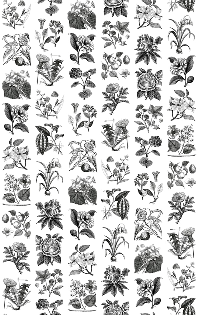 Fruit & Flora, Rebel Walls