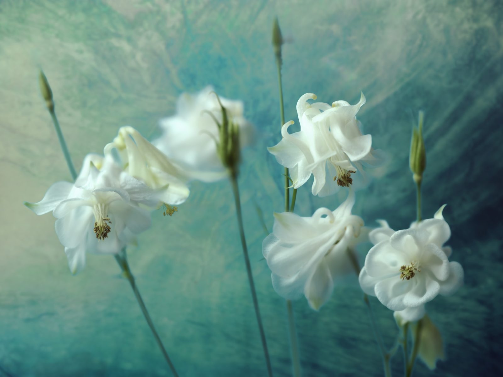 Aquilegia Flower, Rebel Walls