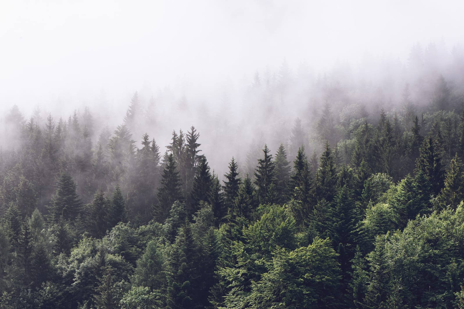 Misty Fir Forest, Rebel Walls