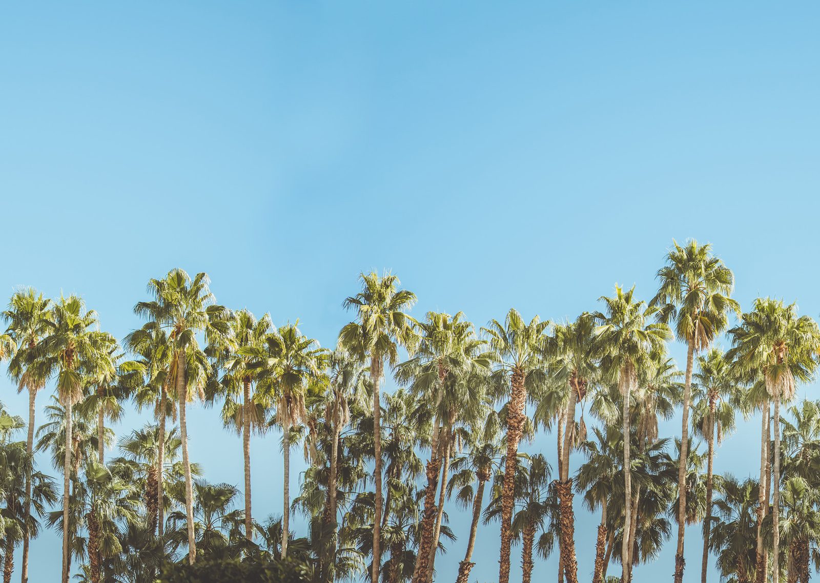 Riviera Daydream, Rebel Walls